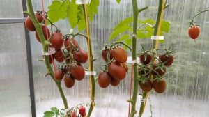 Томат Де Барао черный. Неприхотливый, урожайный, красивый!