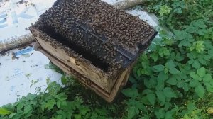 как снять рой с высокого дерева