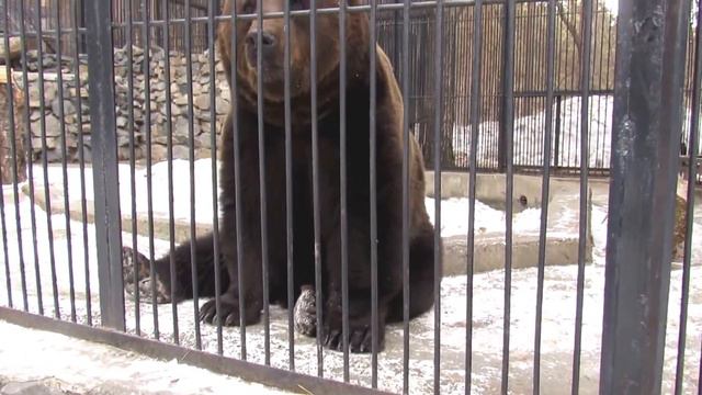Бурый медведь Леха 04.04.17 смотреть онлайн