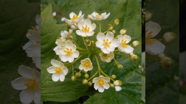İskelet Çiçeği - Diphylleia смотреть онлайн