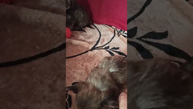 Цветные Йорки. девочки и мальчики. смотреть онлайн