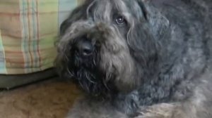 фландрский бувье