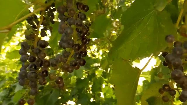 Виноград дичка смотреть онлайн