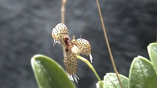 Stelis villosa and the moving crystals. смотреть онлайн