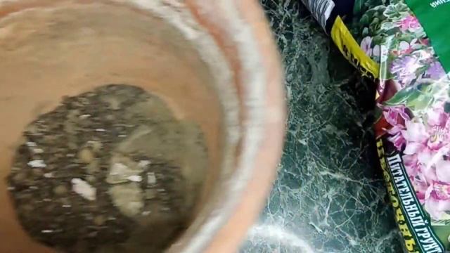 Посадка розы из коробки смотреть онлайн