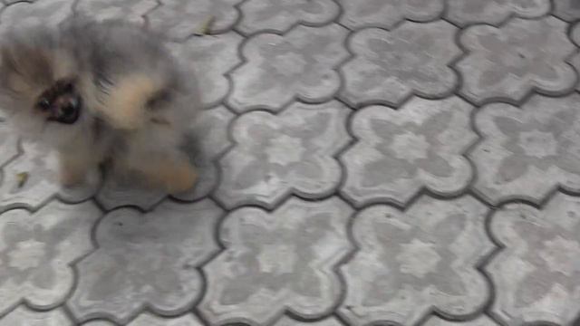 померанский шпиц смотреть онлайн