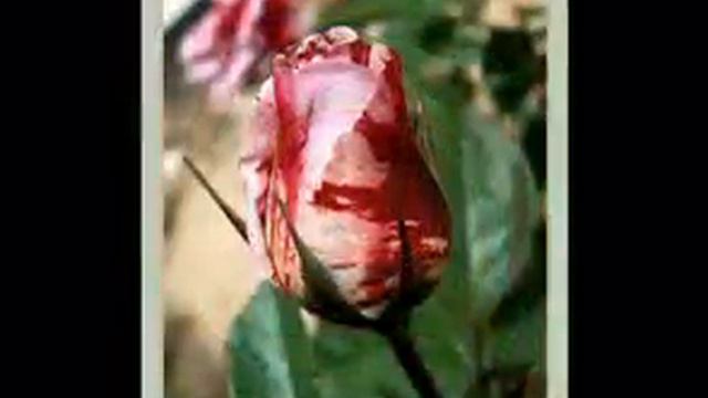 Просто розы смотреть онлайн