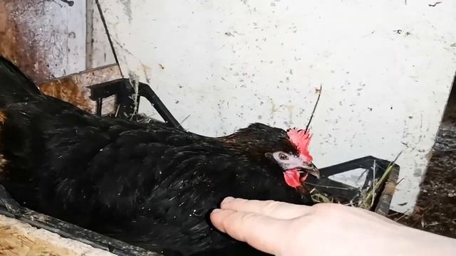 Проблемная яйцекладка у кур несушек и молодок, причины