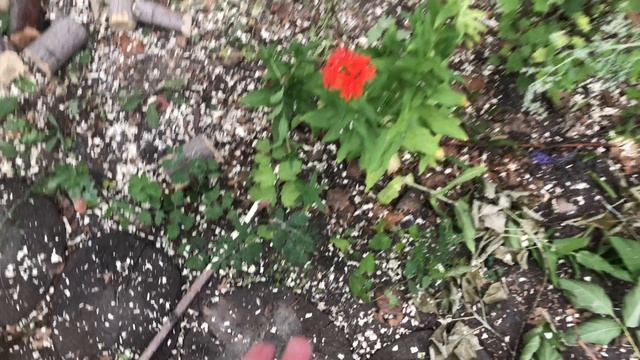 Обзор участка. Что уже выросло, а что в планах смотреть онлайн