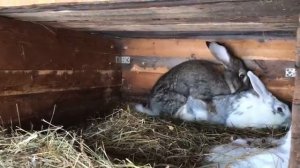 Определение охоты у крольчихи.Основные правила случки//Гермес и  Улис//