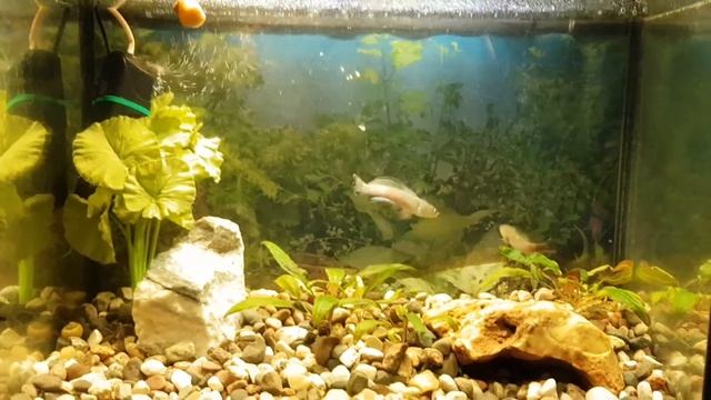 Кормление змееголова неонами смотреть онлайн