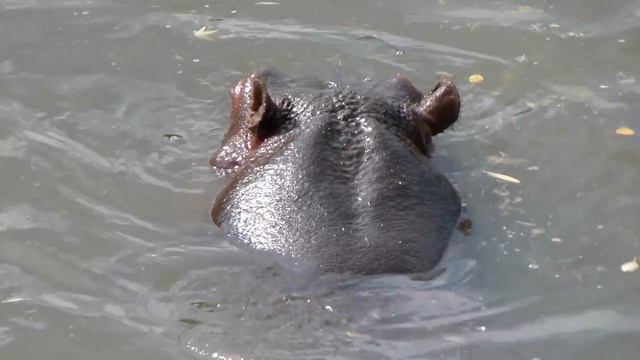 Panasonic FZ100 video sample : Hippos (1080i) смотреть онлайн