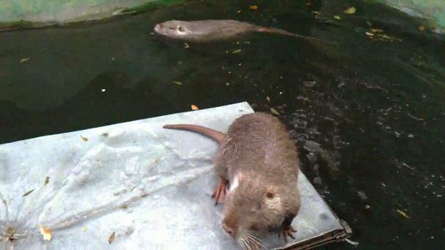 Эти милые нутрии смотреть онлайн