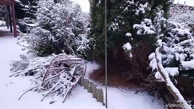 Обрезка можжевельника для окультуривания и освобождения участка.Часть 1 смотреть онлайн