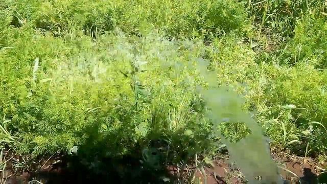 Как ПОЛИВАТЬ ОГОРОД