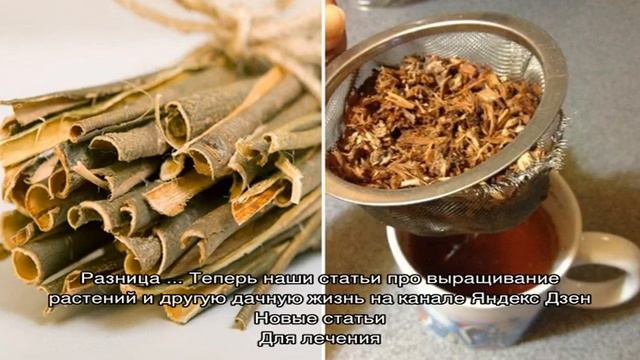 Записи с тегом 'осина' смотреть онлайн