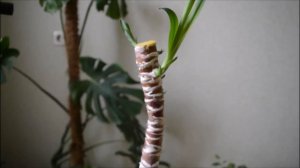 Юкка. Уход, обрезка, формирование ствола.