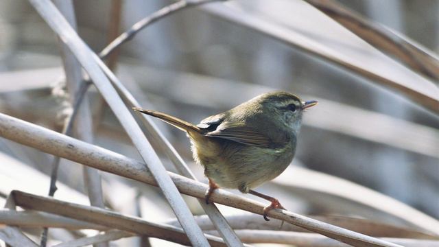 БҰЛБҰЛ НЕДЕН ПАЙДА БОЛДЫ? смотреть онлайн