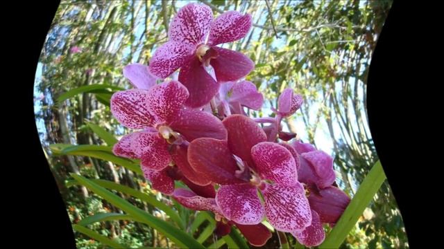 Ванда уход.Орхидея ванда уход смотреть онлайн