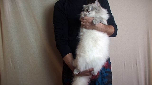 Sibirskiy Lazurit Elisey ( Сибирский Лазурит Елисей) смотреть онлайн