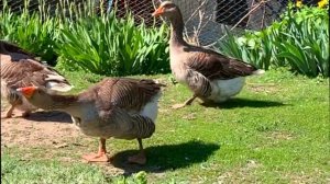 Звук гоготания домашних гусей слушать