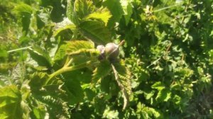 ежевика Блек Даймонд, экспериментальный неукрывной куст,3 год вегетации