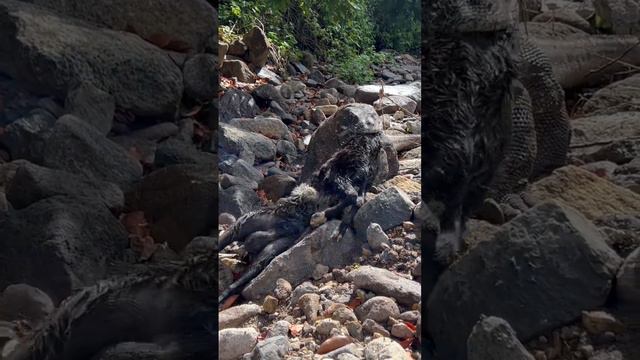 The Komodo dragon swallows the goat's head first смотреть онлайн