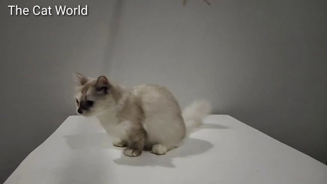 Kucing Kaki Pendek Lucu Munchkin Cat I Standard Munchkin Cat I Malaysia смотреть онлайн