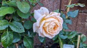 Фантастическая новинка от Кордес парфюм #роза #GrossherzoginLuise #ГроссгерцогинЛуиза Сезон 2022