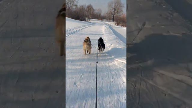 Хаски . Ездовой спорт . Скиджоринг