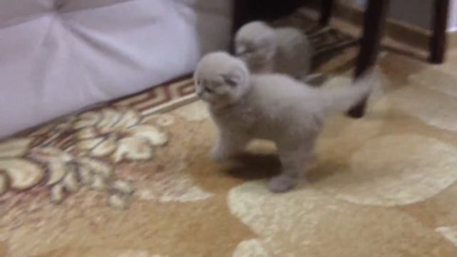 Вот они какие лиловые шотландские котята смотреть онлайн