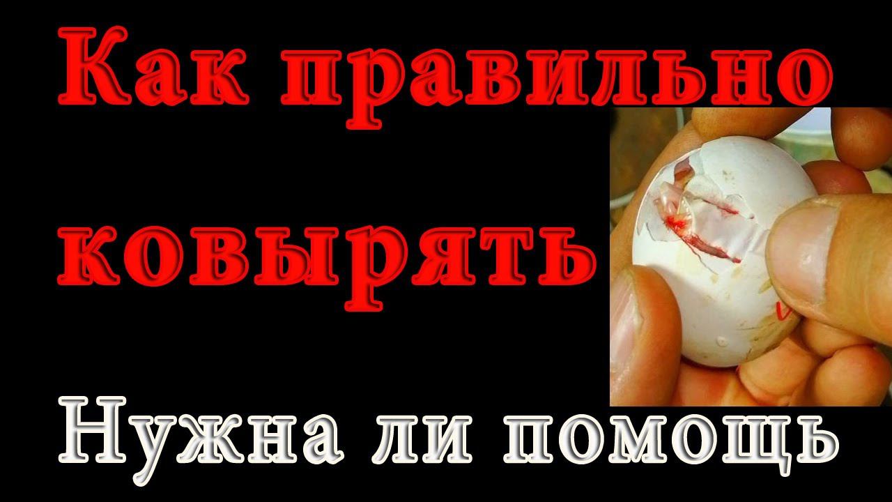 Как помочь вылупится птенцу|Ковыряем яйцо, помогаем выйти птенцу? Как правильно делать дырки в яйце смотреть онлайн