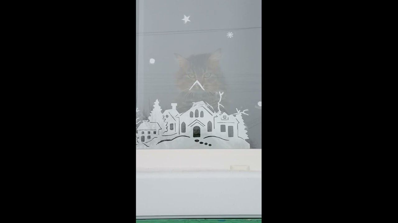 Кот помощник//скоро весна/моем окна смотреть онлайн