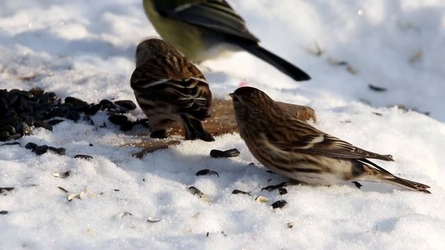 Обыкновенные чечетки на кормушках. Carduelis flammea. Птицы Беларуси. смотреть онлайн