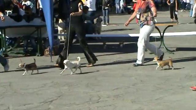 чихуа сравнение на САС КСУ 01.10.2010 г.Северодонецк смотреть онлайн
