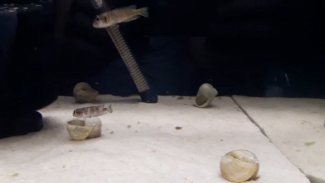 Lamprologus meleagris shell dwellers from lake Tanganyika смотреть онлайн