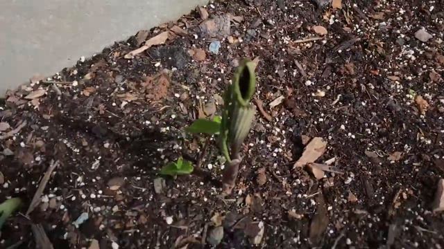 May 2021 Seafoam Lavender Garden Tour смотреть онлайн