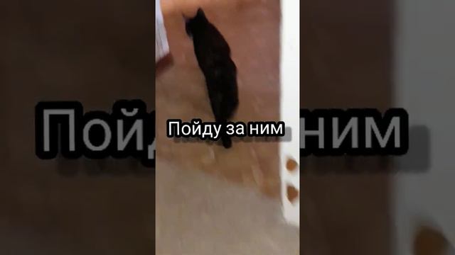 Когда у тебя кошка любит быть популярной💞😍🍻