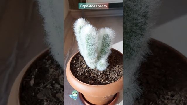 Espostoa Lanata Cactus ( Old Man Cactus ) ( Yaşlı Adam Kaktüsü ) смотреть онлайн