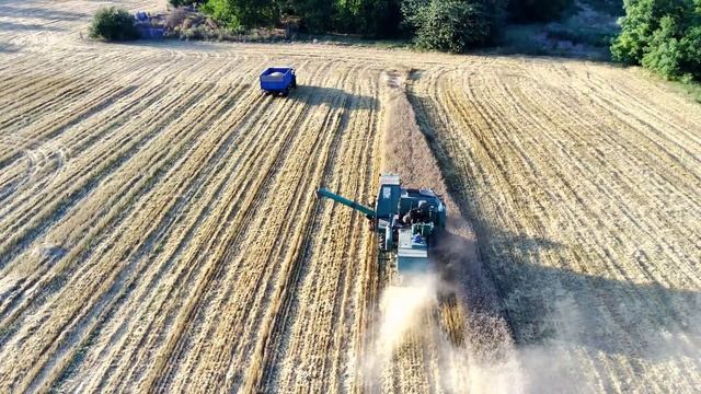 Уборка урожая пшеницы 2022. Завершение. смотреть онлайн