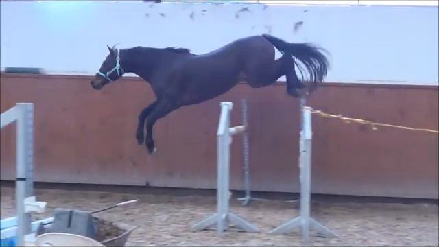 Casallino, 2011 HOLST gelding Casall - Loran - Corrado I смотреть онлайн