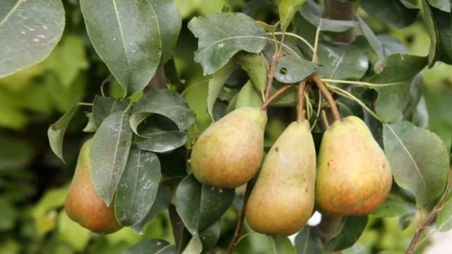 Как пересадить грушу смотреть онлайн