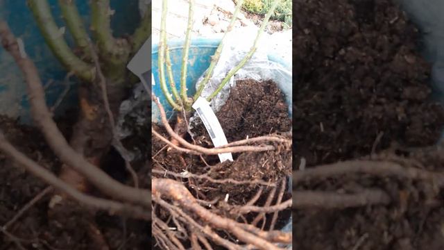 Посылка из питомника ,,Аромат роз" 2 чать . Покажу корешки . смотреть онлайн