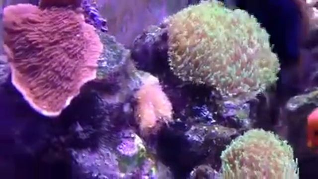 Tomato Clown Spawning смотреть онлайн