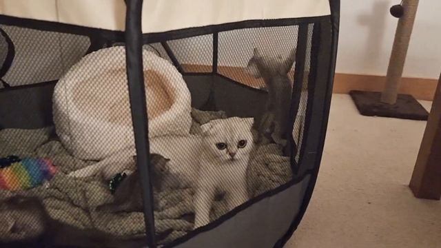 Как котята ночью кричат и не дают спать хозяевам ? смотреть онлайн