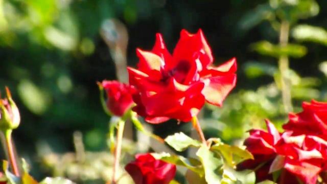 The Red Rose. The test Fuji Finepix SL300 with Optical zoom 30x смотреть онлайн