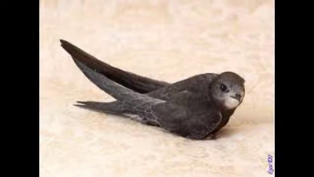 почему птицы летят клином смотреть онлайн