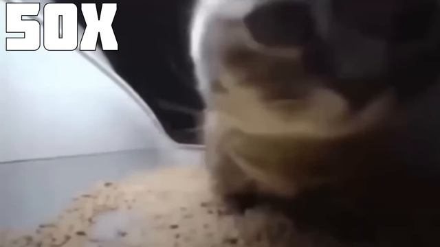 Chipi chipi chapa chapa cat 999X Speed смотреть онлайн