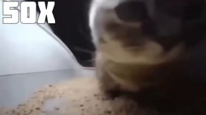 Chipi chipi chapa chapa cat 999X Speed