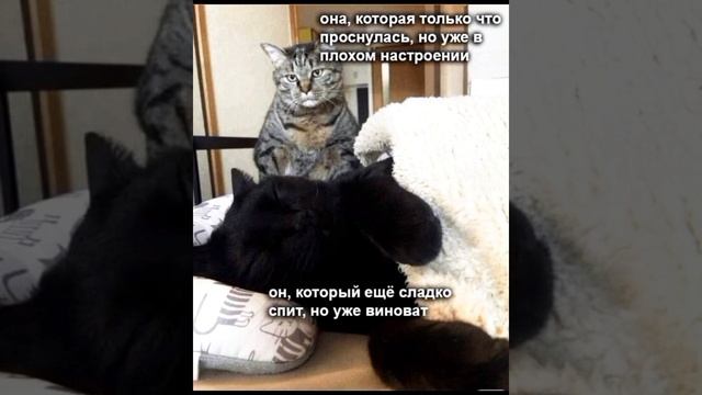 Какие приключения были б с котиком  ?#мем Смешные картинки /  #приколы с озвучкой ?